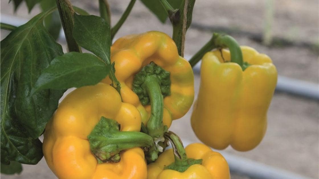 فلفل دلمه ای زرد ارگانیک گلخانه ای ممتاز